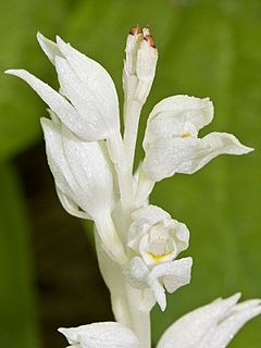 Archivo:Cephalanthera austiniae - Flickr 005