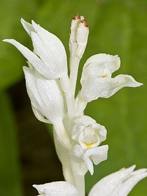 Archivo:Cephalanthera austiniae - Flickr 005