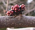 Cercis canadensis blossom buds