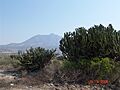 Cerro Juárez Cactus