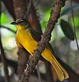 Chlorocichla flaviventris - Yellow-bellied greenbul