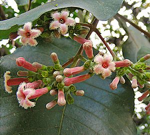 Archivo:Cinchona pubescens, flower of the Quinine Tree. (9406920760)