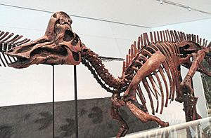 Archivo:Corythosaurus casuarius, Dinosaur Provincial Park, Alberta, Canada, Late Cretaceous - Royal Ontario Museum - DSC00023