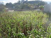Archivo:Cultivo de maiz de El Progreso
