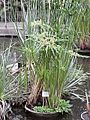 Cyperus papyrus3