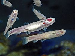 Archivo:Cyprinidae - Phreatichthys andruzzii