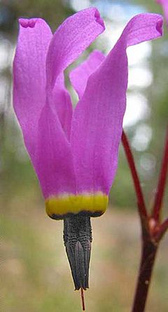 Archivo:Dodecatheon hendersonii-flower