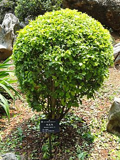 Archivo:Duranta erecta - Kunming Botanical Garden - DSC03021