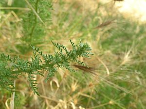 Archivo:Dysphania multifida detalle