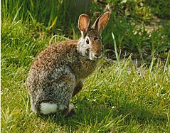 Archivo:Eastern cottonail rabbit close up sylvilagus floridanus