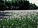 Eichhornia crassipes-water hyacinth.jpg