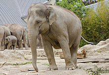 Archivo:Elefante asiático (Elephas maximus), Tierpark Hellabrunn, Múnich, Alemania, 2012-06-17, DD 08