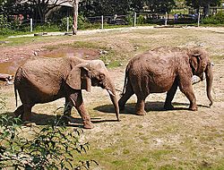 Elephant.pair.750pix.jpg
