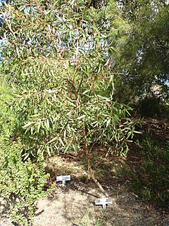 Eucalyptus olsenii.jpg