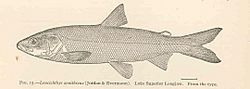 FMIB 42882 Leucichthys zenithicus (Jordan & Evermann) Lake Superior Longjaw From the type.jpeg