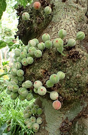 Archivo:Ficus aspera kz3