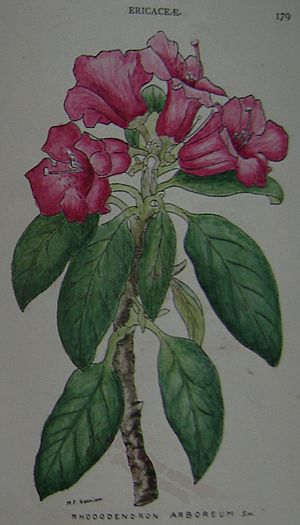 Archivo:Fyson179-Rhododendron arboreum