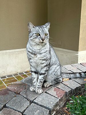 Archivo:Gato Mau Egipcio