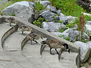 Archivo:Geese duwamish river