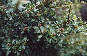 Archivo:Hesperomeles obtusifolia 1