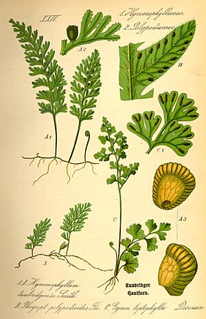 Archivo:Illustration Phegopteris connectilis0