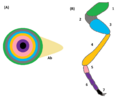 Imaginal Disc