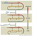 Insulin Maturation