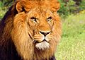 León en Terra Natura