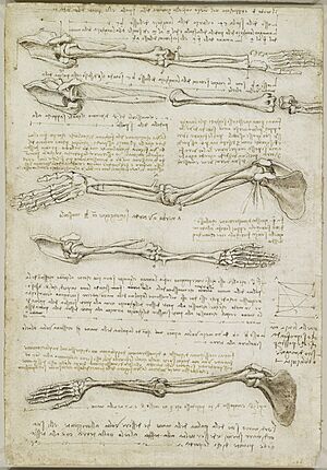 Archivo:Leonardo da Vinci - RCIN 919000, Verso The bones and muscles of the arm c.1510-11