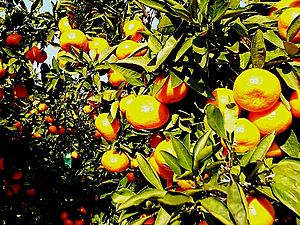 Archivo:MIKAN field