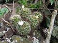 Mammillaria mathildae