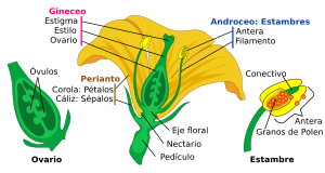 Archivo:Mature flower diagram-es