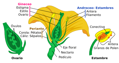 Orquideas artificiales fusionadas con hojas naturales..