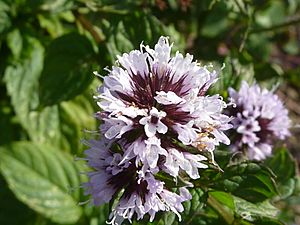 Archivo:Mentha x piperita var. citrata 'Eau de Cologne Mint' (Labatae) flower