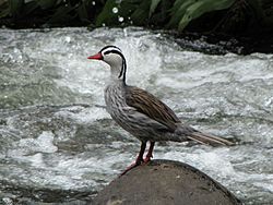 Merganetta armata (Pato de torrente) - Macho (14231008966).jpg