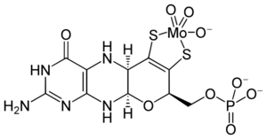 Archivo:Molybdenum cofactor