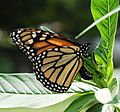 Monarch Butterfly Danaus plexippus Laying Eggs