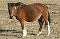 Mongol horse