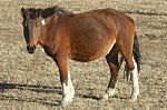 Mongol horse.jpg