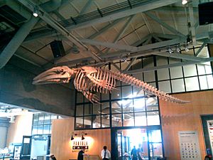 Archivo:Monterey whale skeleton (4533108540)