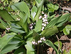Archivo:Muguet rose