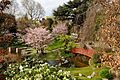 Musée Albert Kahn - Jardin japonais - Cerisiers et Magnolias en fleurs