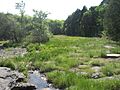 Nashville Basin fen