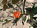 Nopal chamacuelo (Opuntia tomentosa) I 04