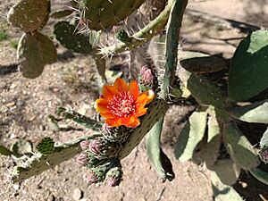 Archivo:Nopal chamacuelo (Opuntia tomentosa) I 04