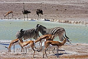 Archivo:Oshikoto Region, Namibia - panoramio (15)