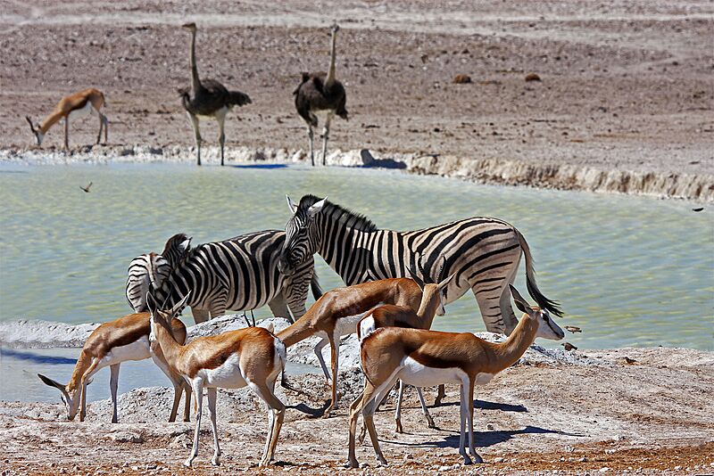 Oshikoto Region, Namibia - panoramio (15)