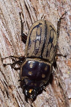 Paralissotes reticulatus 107675719.jpg
