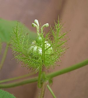 Mucílago en las puntas de las brácteas y flor inmadura de Passiflora foetida, una planta protocarnívora.