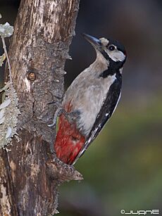 Archivo:Pico Picapinos (Dendrocopos Major, thanneri)(♂) (4805789361)